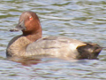 Common Pochard